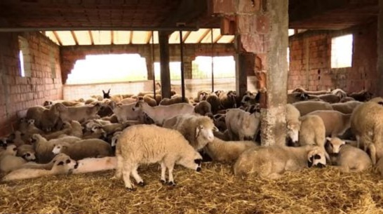 Fermeri nga Istogu që mban 500 dele, thotë se jeta në fshat është e bukur (Video)