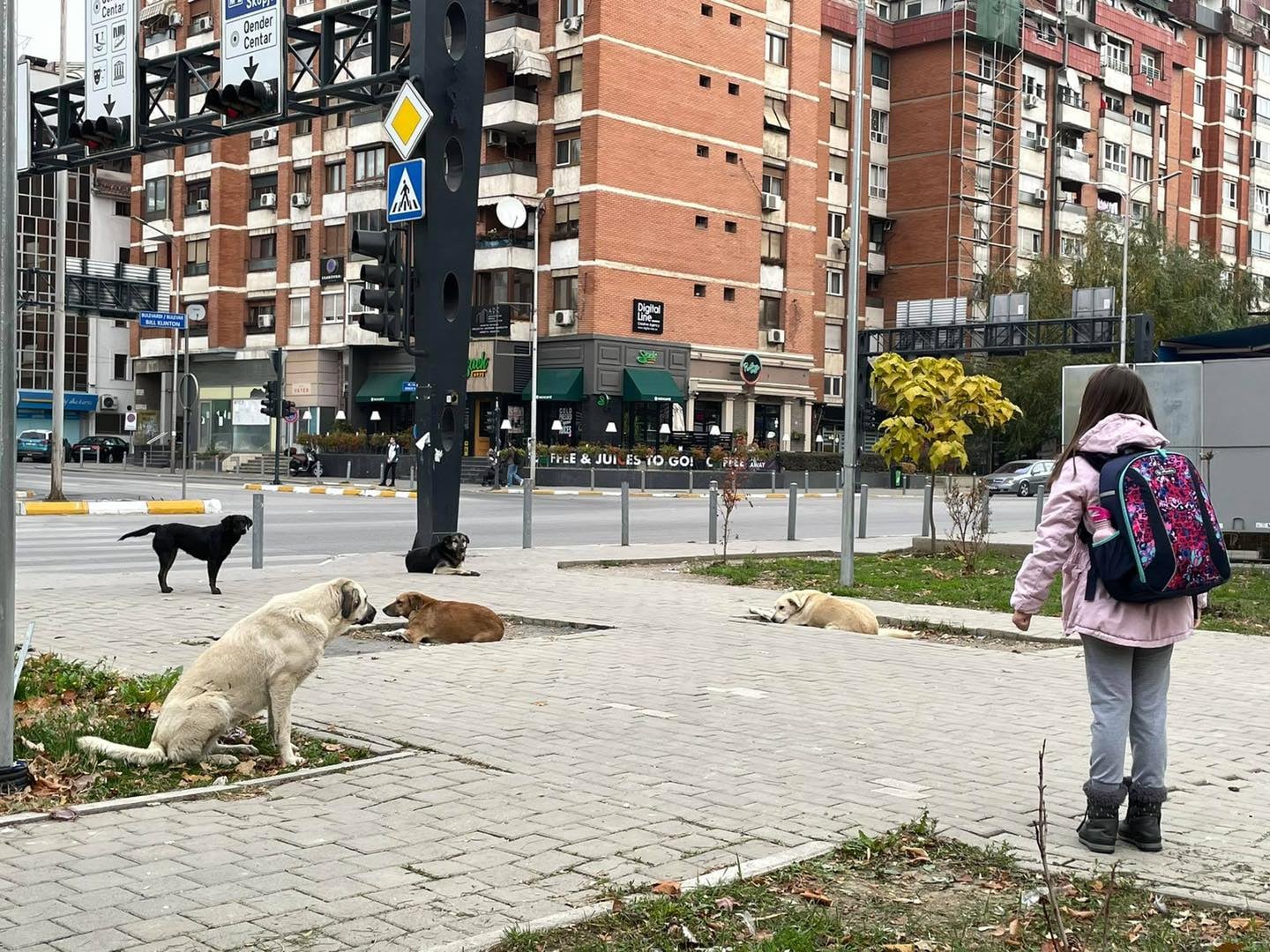 Sulmohet nga një qen endacak një fëmijë në sheshin “Ibrahim Rugova”