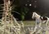 Panik në Romë: 30 kuaj ushtarakë dalin jashtë kontrollit, pesë të lënduar